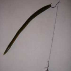 Оснастка `дроп шот` - универсальное приспособление для ловли рыбы