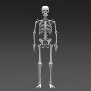 Baza scheletului uman. Oasele scheletului