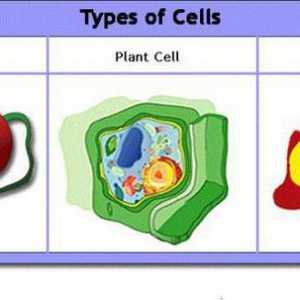 Tipuri de celule de bază