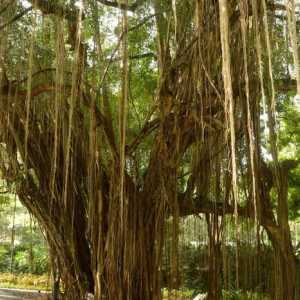 Caracteristici ale structurii și funcției rădăcinii rădăcinii în plante