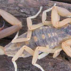 Caracteristicile viziunii arachnidelor: câte ochi au scorpionii