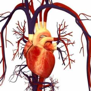 Insuficiență vasculară acută: cauze, simptome și reguli de prim ajutor
