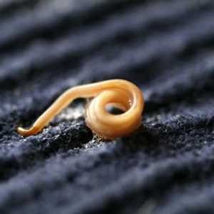 Pinworms: tratament (medicamente). Medicină pentru viermii pentru copii