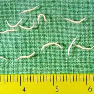 Pinworms la copii: simptome. Tablete de la viermi pentru copii. Un copil are viermi - ce să fac?