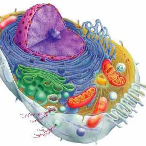 Ce determină forma celulelor? Formele celulare