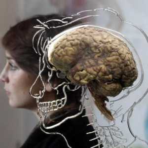 Departamentele creierului și funcțiile lor: structură, caracteristici și descriere