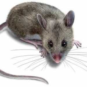 Otrava pentru șoareci: ce să faci atunci când casa a luat rozătoare?