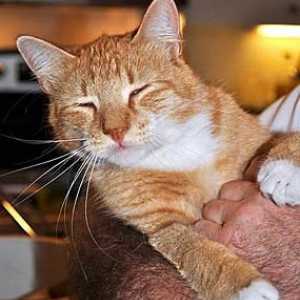 Отравления у кошек: симптомы, причины, лечение. Что делать при отравлении кошки крысиным ядом