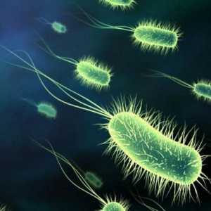 Rolul negativ și pozitiv al bacteriilor