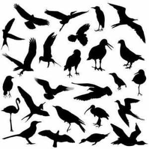 Un detașament de păsări. Păsări ale trecătorilor de comandă. Birds of Prey: Fotografie