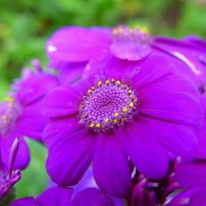 Nuanțe de violet: soiuri, combinate cu alte culori