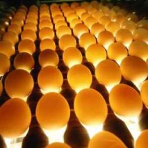Ovoskopirovanie ouă de pui. Ovoscopia ouălor de pui în zile