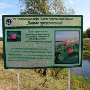 Lotus Lake în regiunea Volgograd: descriere, natură, excursii