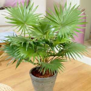 Palm Liviston: îngrijire la domiciliu, în special în creștere și recenzii