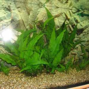 Fereastra Thai - o planta ideala pentru un acvariu