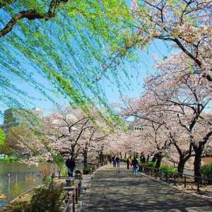 Ueno Park, Tokyo: cum ajungem la hotel, poze, descriere