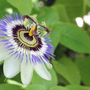 Pasiunea Flower Blue: Cultivarea și îngrijirea
