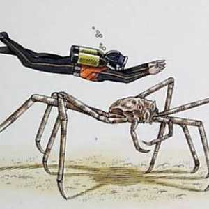 Spider-crab: trăsăturile distinctive ale acestui membru al familiei Arthropoda