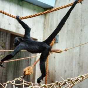Arahide maimuțe: creaturi uimitoare din natură