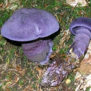 Spiderweb violet - ciuperci exotice și rare