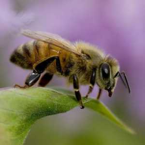 Bee: informații interesante despre albine. Sălbatic și albine domestice