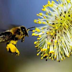 Actualizarea albinelor - un tratament miracol