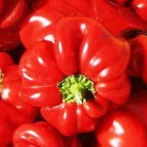 Pepper `Gift of Moldova` - sfaturi simple de viață de zi cu zi
