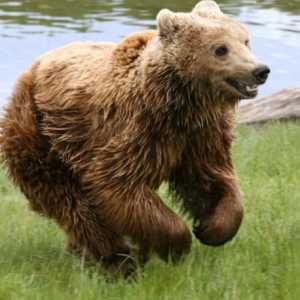 Ursul ursului - acesta este ca un lider al unui trib inamic puternic