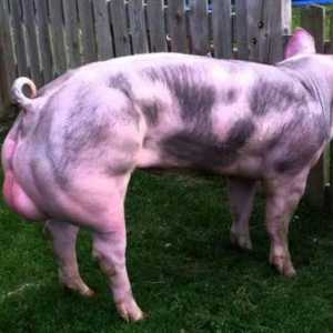 Pietren - o rasă de porci: caracteristici, descriere, fotografie