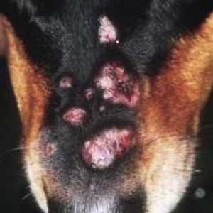 Pyoderma la câini: simptome și tratament