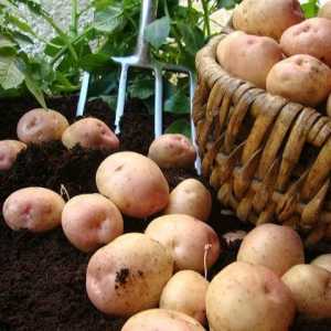 Valoarea nutrițională a cartofilor obișnuiți