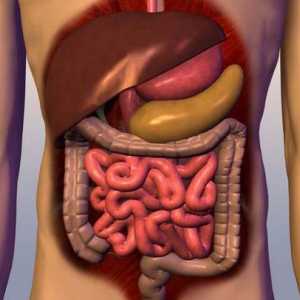 Sistemul digestiv uman: structura și funcția (foto)