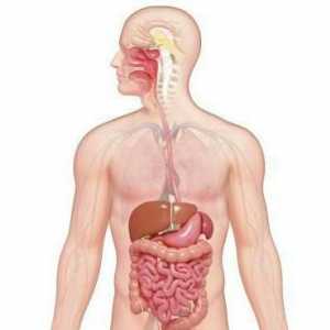 Sistemul digestiv al organelor: funcții și structură