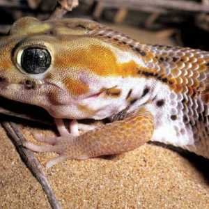 Пискливый геккончик: интересные факты и фото