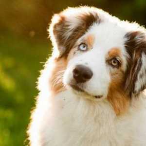 Canini de câini, Ekaterinburg: în cazul în care pentru a găsi un prieten?