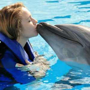 Înotul cu delfinii de la Moscova - o lecție minunată pentru copii și adulți