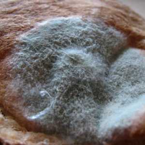Mold pe pâine (fotografie). Cum să-l crească acasă?