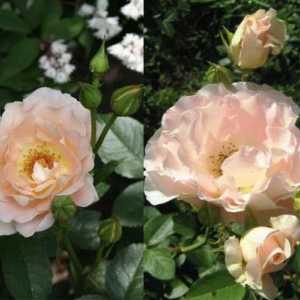 Scrofula Rose `Rococo`: o descriere a soiului, fotografie, recenzii