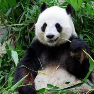 "Plush" poartă. Ce mănâncă panda?