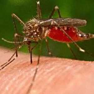 De ce sunt mușcături de țânțari și cum să scapi de ea?