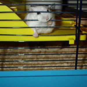 De ce un hamster umfla cușca: cauzele comportamentului nedorit și corecția acestuia