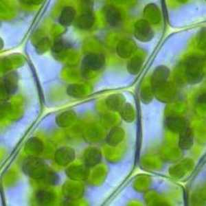 De ce celula a fost numită celulă: cauzele și alte probleme topice ale citologiei