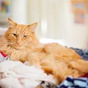 De ce pisica se înghesuie în pat: motivele și căutarea soluțiilor. Cum să ridici o pisică