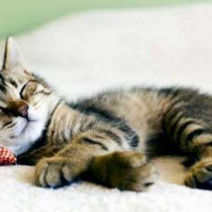 De ce pisicile dorm mult? De ce o pisica mananca prost si doare mult?
