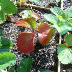 De ce blush frunzele de căpșuni? Cauze și tratament