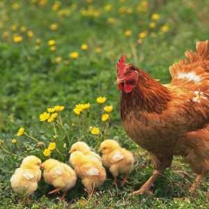 De ce găinile găteau ouăle? Pui de găină, ce să faci?