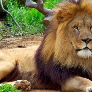 De ce este leul regele fiarelor?