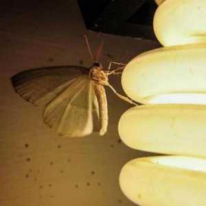 De ce o molie zboară spre lumină? Ce este gândirea naturală?