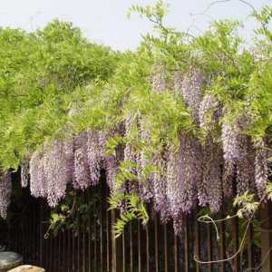 De ce wisteria nu înflorește: trăsături de cultivare, recomandări și recenzii