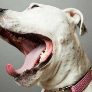 De ce miroase gura câinelui? Cauzele mirosului neplăcut